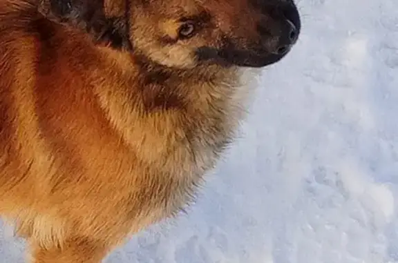 Пропала собака Тузик в Белгороде