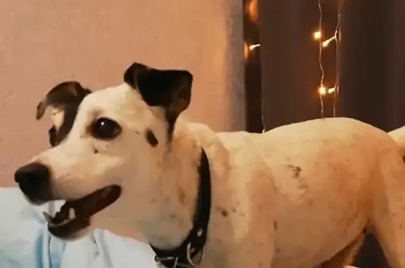 Пропала глухая собака Мона в Щаповском поселении, вознаграждение 10 тыс.