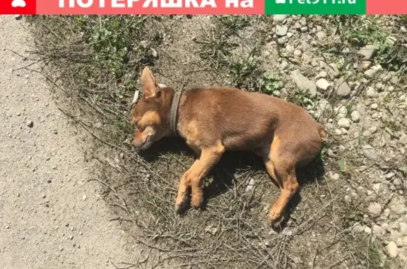 Найдена собака на ул. Горького, около магазина Сфера