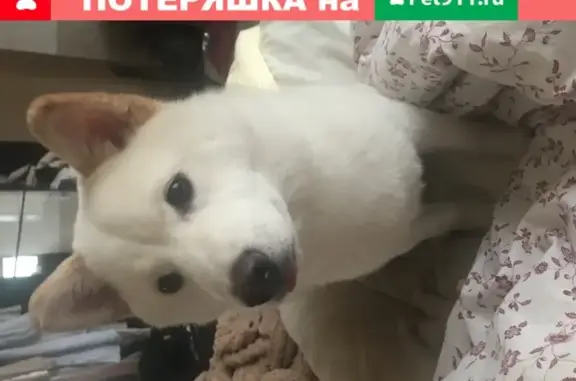 Пропала белая собака в Сосенском поселении, есть клеймо.