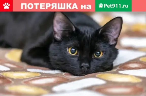 Пропал кот в Раменском на ул. Гурьева, д.10