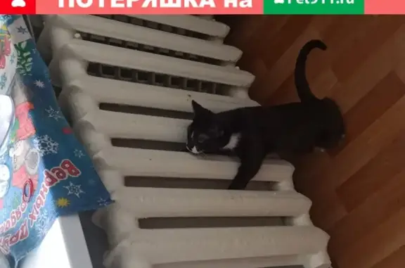 Пропала кошка Бекки в Волоколамске