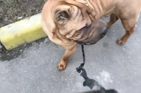 Собака Шарпей найдена в Москве, возраст год.