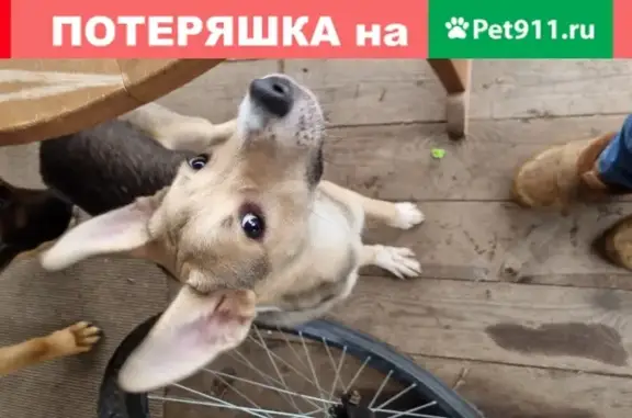 Собака найдена в Санкт-Петербурге: веселая и голодная.