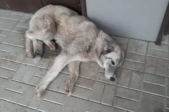 Найдена собака в поселке Северном на остановке за магазином Арыш Мае