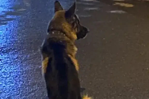 Найдена собака Овчарка в районе ТРЦ Олимп, растерянная на Верхнепечерской улице