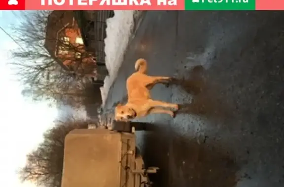 Найдена собака в поселке Битца, Москва