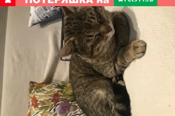 Найден ласковый кот в Одинцово.