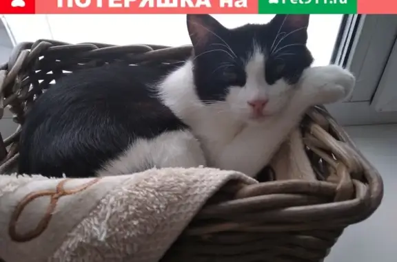 Пропал кот Бетти в Дивасах, Смоленский район