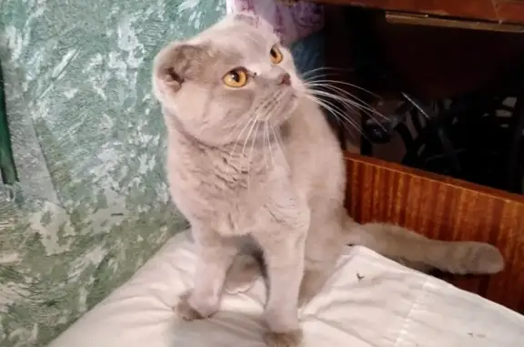 Исхудавшая кошка найдена в Кировском районе Волгограда