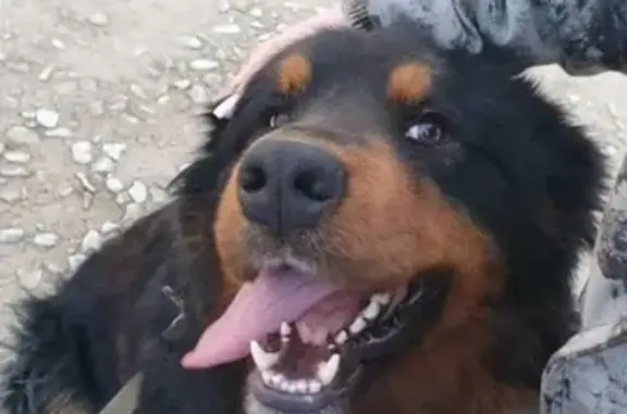 Пропала собака Тибетский мастиф, украден с охраняемой территории в Дубенском районе, Тульская область, Россия.