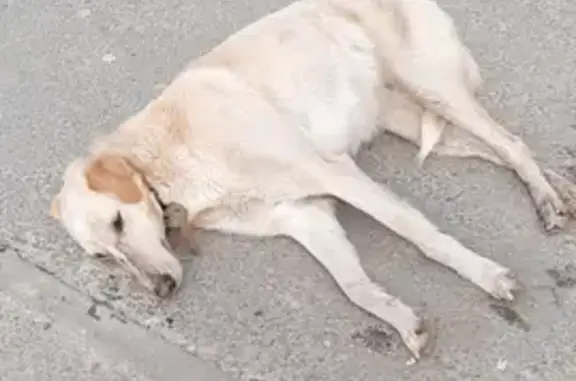 Собака на улице Айзмана, 45 нуждается в помощи