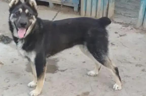 Пропала собака Грета в Царицино Казани