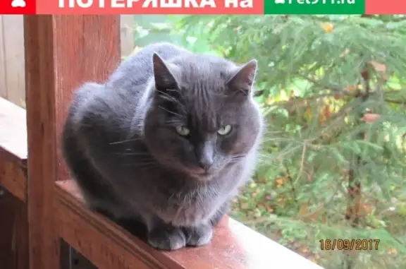 Кошки потеряшки, Санкт-Петербург, фото: Потеряшка кошка 