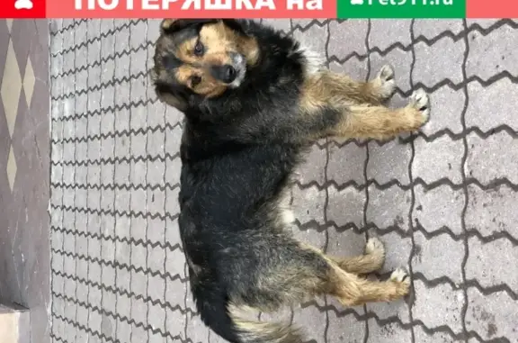 Найдена собака на ул. Привольная 56 в Москве