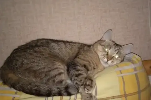 Пропала кошка Метис в Москве