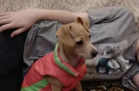 Собаки потеряшки, Ульяновск, фото: Потеряшка собака в Новом городе на пр.Ульяновском 9