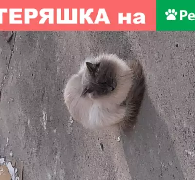 Найдена кошка в Москве, возможно породистая.