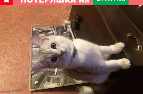 Пропала серебристая кошка с бирюзовым ошейником в Москве
