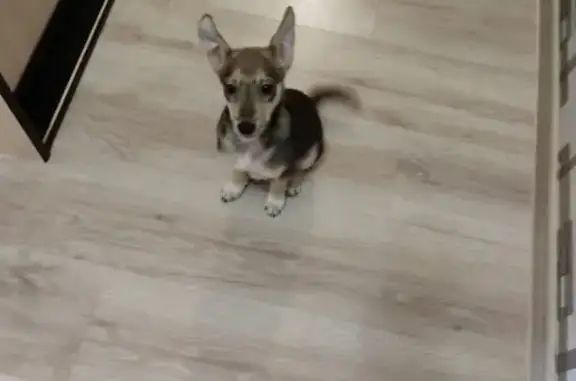 Собаки потеряшки, Томск, фото: Потеряшка собака Тишка в Ленинском районе, ул. Ф. Мюнниха 17