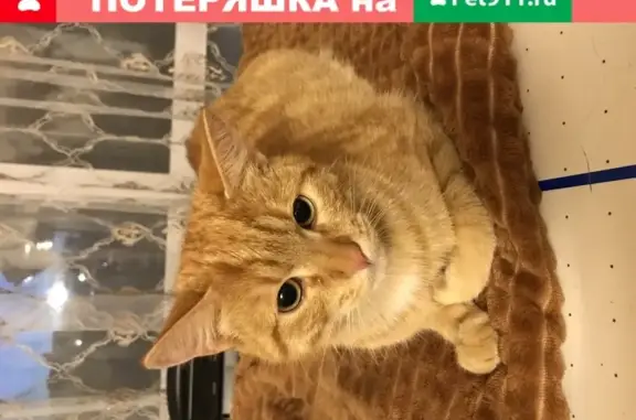 Котёнок найден в Внуково, Москва.