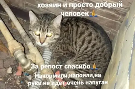 Найдена кошка на ул. Ключевская 18 в Екатеринбурге