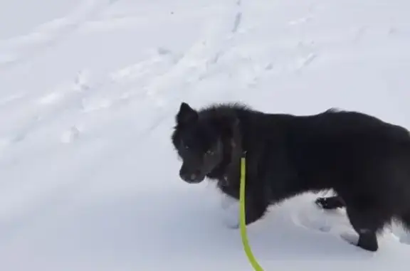 Собаки потеряшки, Санкт-Петербург, фото: Потеряшка собака Барон около Родео Драйв!