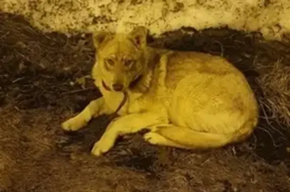 Найдена игривая собака на Ямашева, ищет дом