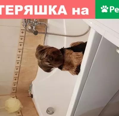 Собаки потеряшки, Санкт-Петербург, фото: Потеряшка собака Гена, Ленинский пр. 162, корп.2, кв.44