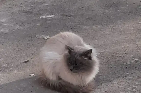 Найден кот на Первомайской, похож на невского маскарадного