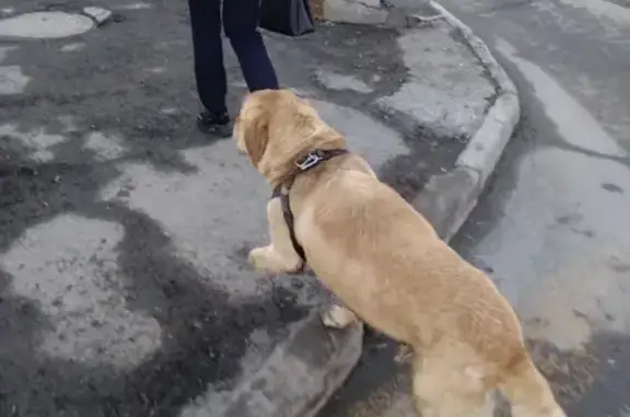 Найдена собака Мальчик возле межвузовской поликлиники в Томске