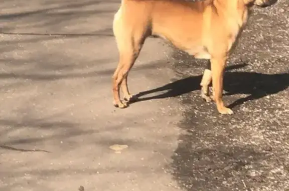 Собака без ошейника на ул. Юных Ленинцев, Москва