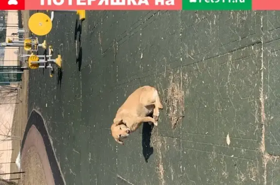 Найдена собака у стадиона Янтарь в Строгино (Москва)