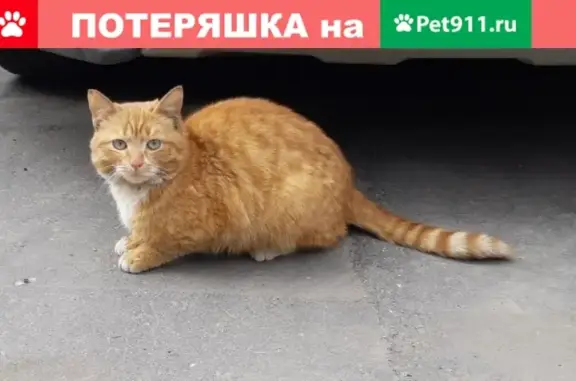Найдена кошка на ул. Фестивальная, Москва