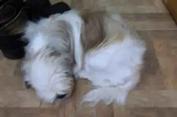 Найдена собака на ул. Садовая 7-13 в Калининграде