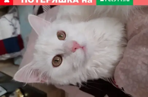 Кошки потеряшки, Санкт-Петербург, фото: Потеряшка глухая белая кошка без ошейника в СПб, дом 6 на ул. Карпинского