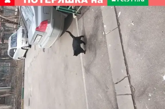 Кошка найдена у подъезда в Москве
