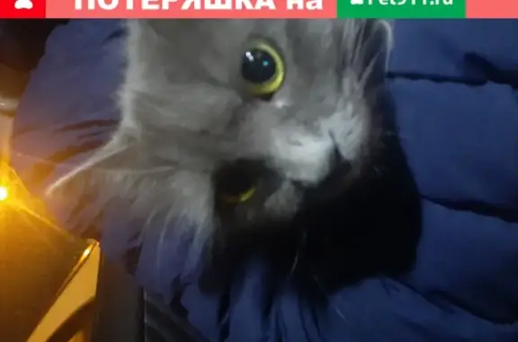 Найдена напуганная кошка в Хабаровске