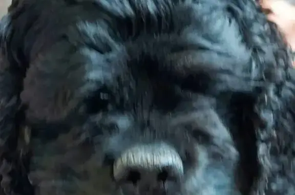 Найдена собака Молли в Марьино, Москва