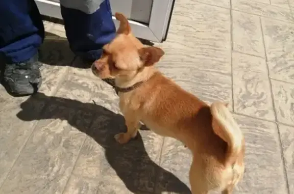Собака прибилась к отелю МореЛето в Анапе