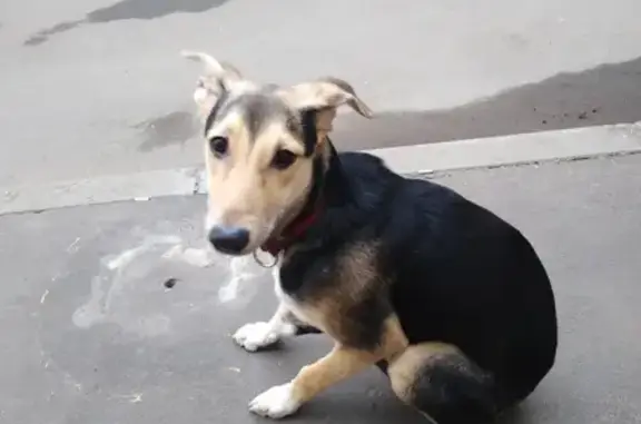 Пропала собака на Рязанском Проспекте,77