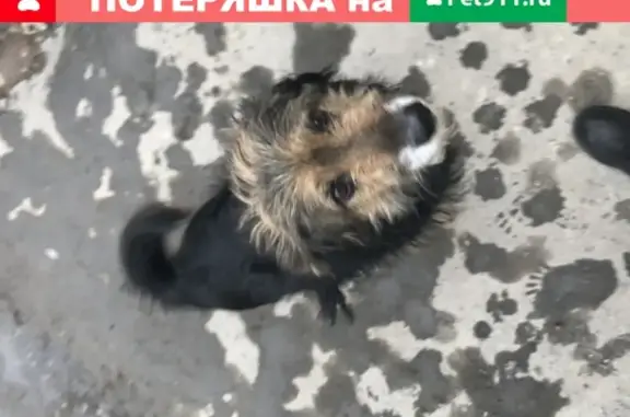 Собака Добрый возле подъезда в Екатеринбурге.