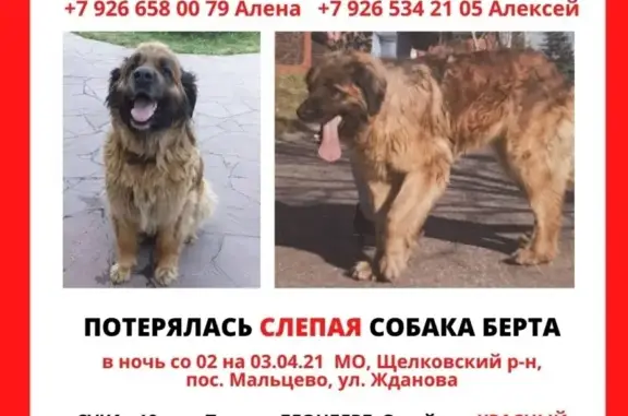Пропала слепая собака в Щёлково с красным ошейником