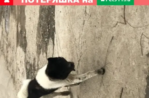 Собака Акита найдена в Красногорске