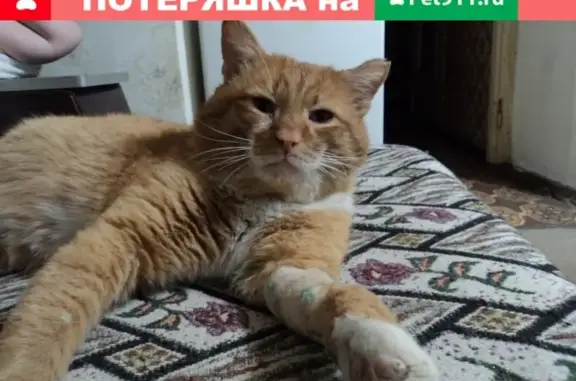 Найден рыжий кот с обгрызенным ухом в районе пл. Сенной, Нижний Новгород
