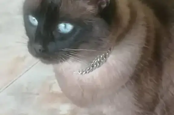 Пропала Сиамская кошка Фуня в Белгороде