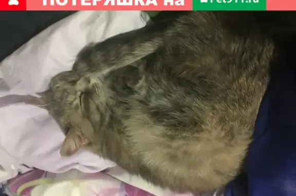 Объявления о пропавших и найденных животных, Ижевск, фото: Пропала кошка на улице Михаила Петрова, Ижевск