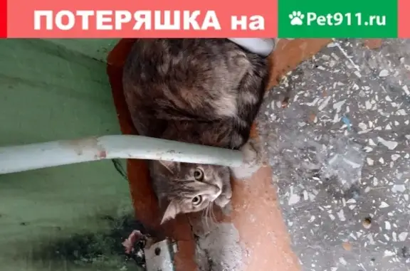 Боязливая кошка в Перми, на улице Ушинского