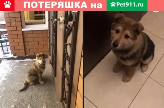Пропала собака Тайсон в Кировском районе Казани.