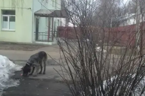 Собака Дратхаар найдена в Костроме